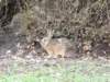 Tumbnail - Tiere in der freien Natur